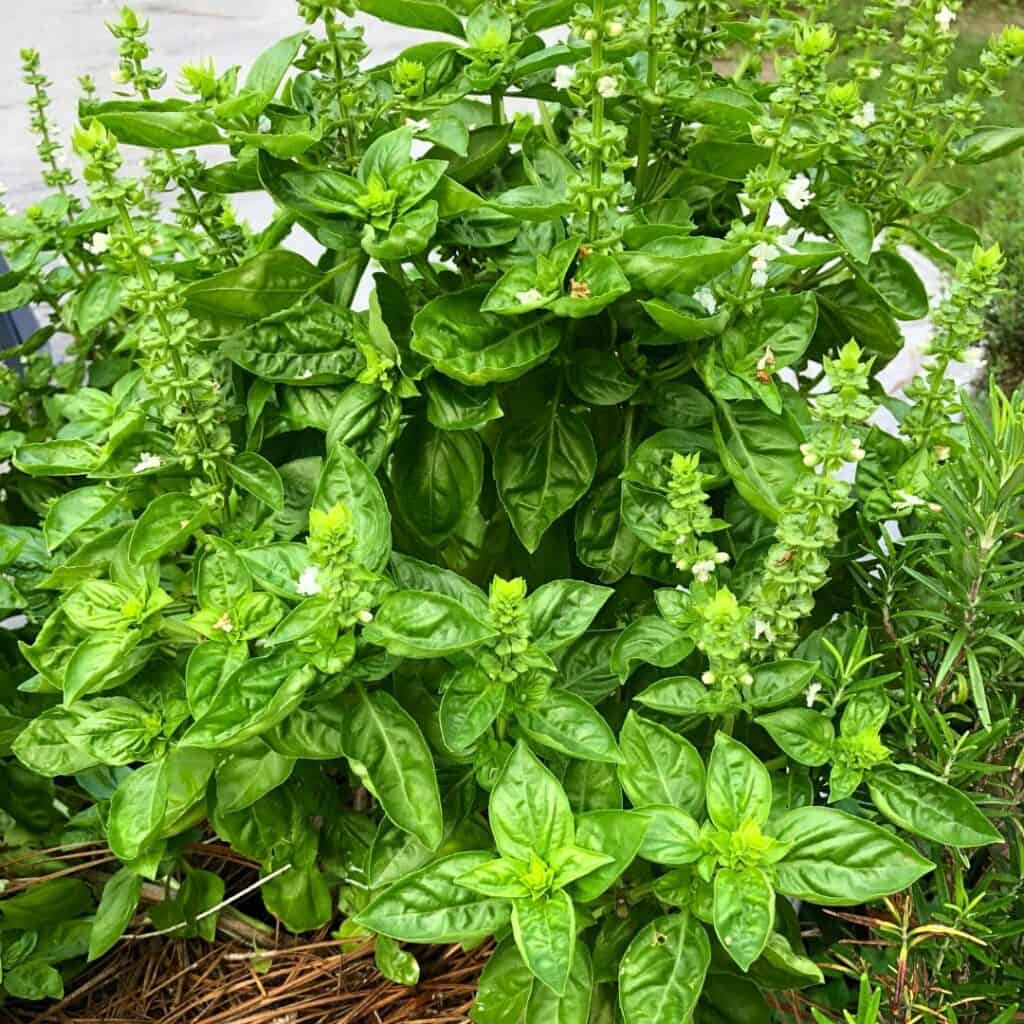 basil plant 