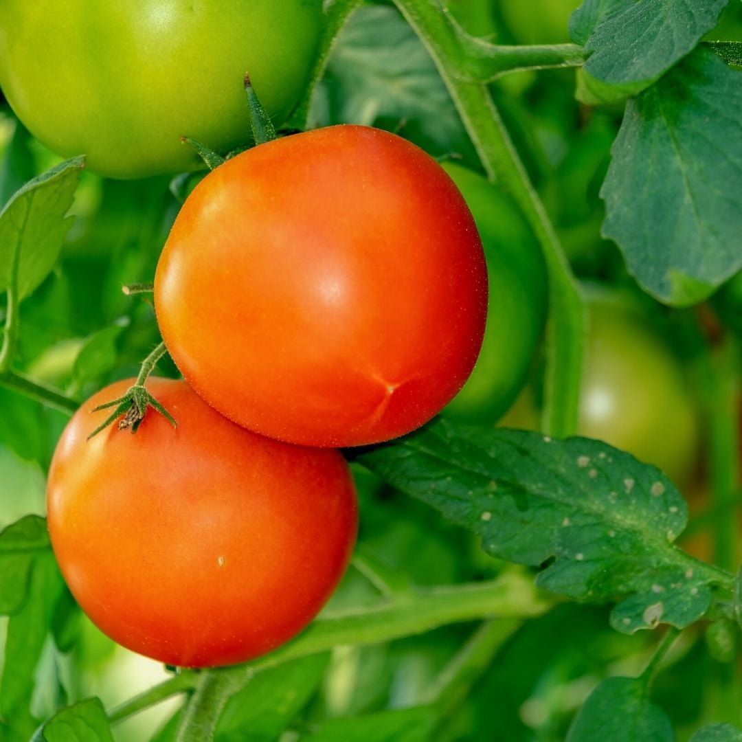 tomatoes on plant